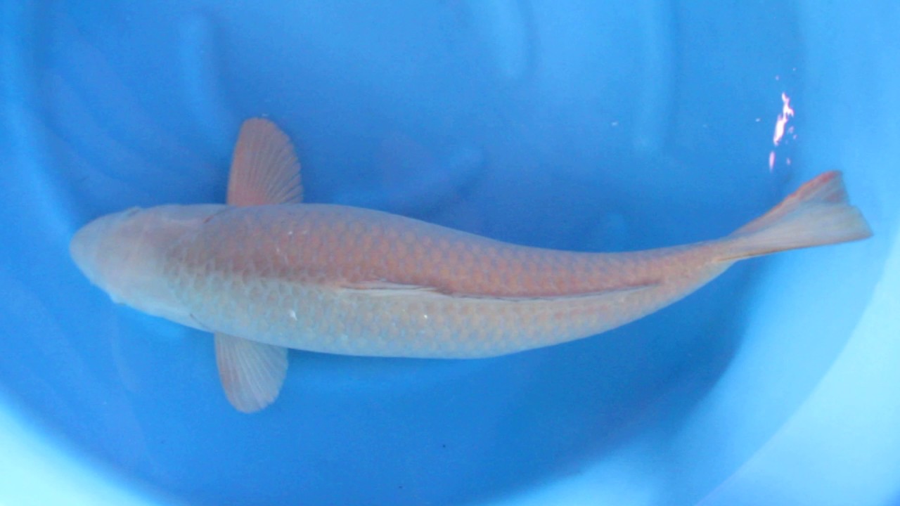 Chagoi the new Sheriff @ koimasters pond