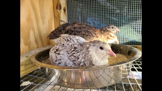 My First Coturnix Quail Egg Laid Here