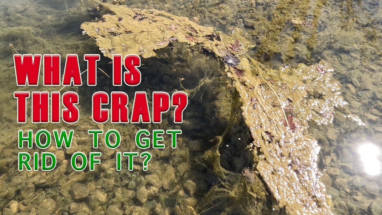 Why Does My Pond Have So Much Algae? How to Get Rid Of Filamentous Algae in Your Pond YouTube