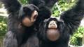 フクロテナガザルの大きな声にびっくり Siamang フクロテナガザルの大きな声にびっくり Siamang