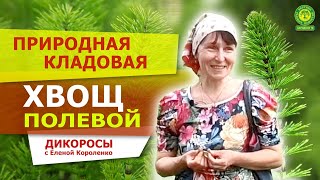 Хвощ полевой