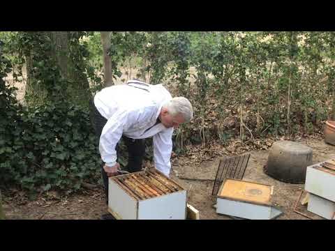 Video: Speciaal Recept Uit Pollen Voor De Kaste Bepaling Van Honingbijen