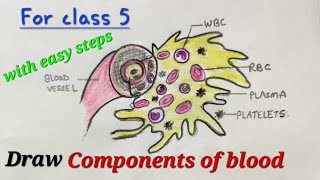 Components of blood drawing for class 5,how to draw components of blood ,draw blood components