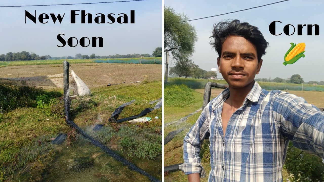 New Fhasal Soon Corn 🌽 || Rps Ritik Vlogs 