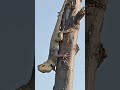 lizard dance#nature #peacefulvillage#trave#peacefull#birds #peaceful#animals#peacefully#beautiful