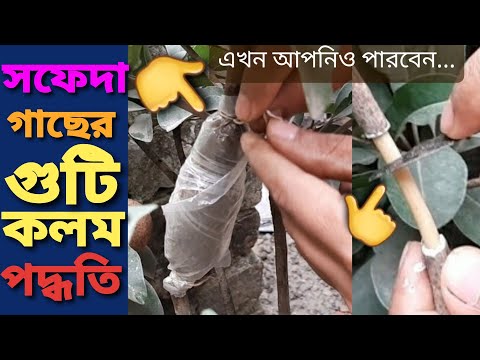 ভিডিও: কীভাবে কলম পাল পাবেন