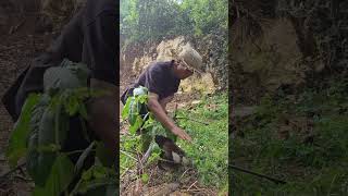 wow, I found sugar in the bamboo #shortsvideo #animallife #animalcare