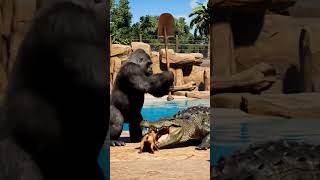 Smart Gorilla save the puppy Dog #dog #shorts #shortsfeed