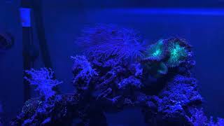 Night light on my corals , my saltwater aquarium