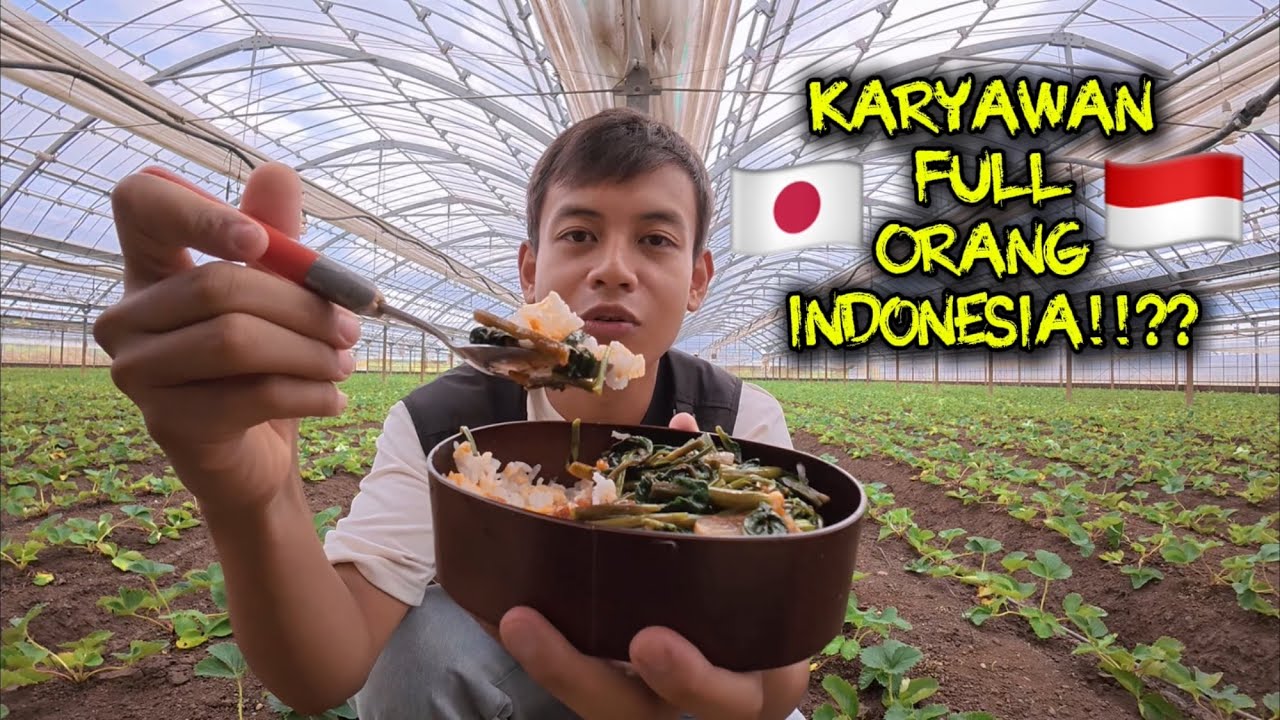 KERJA DI PERTANIAN STRAWBERRY JEPANG!! PEKERJANYA FULL ORANG INDONESIA!
