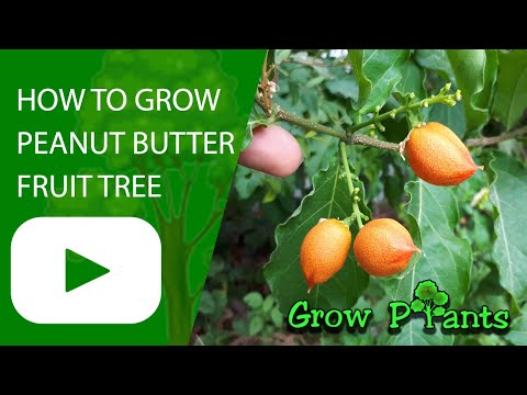 How to grow Peanut Butter tree (Bunchosia argentea)