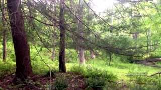 Delaware water gap ... Deer, again.