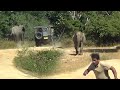 A baby elephant's leg entangled in a natural trap of a tree root.