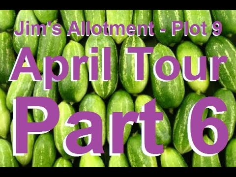 Jim's Allotment - Plot 9 - April~May Tour Part 6 - Beans, Chili, Peppers, Tomatoes & Rhubarb