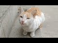 Pregnant Cat Is Hungry But She Is Not Eating Anything May be She Wants To Say Something