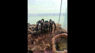 Goliath Birdeater Takes Down Full Grown Cockroach!