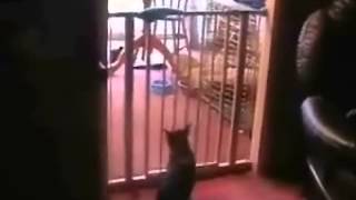 Прыжок кота,прикол
