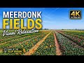 Sunny Countryside in Meerdonk, Belgium | Relaxing Spring Fields