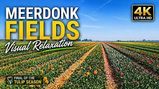 Sunny Countryside In Meerdonk, Belgium Relaxing Spring Fields
