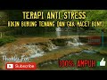 Terapi Suara Air Mengalir Dan Suara Kicauan Burung Utk Terapi Burung Stres Ngedrop Dan Malas Bunyi Mp3 - Mp4 Download