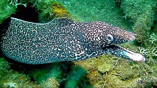 Speckled Moray Eel in closeup - filmed on the island of St Kitts.