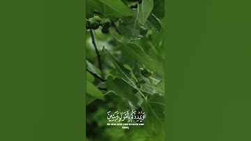 سورة نوح آية (10- 14)