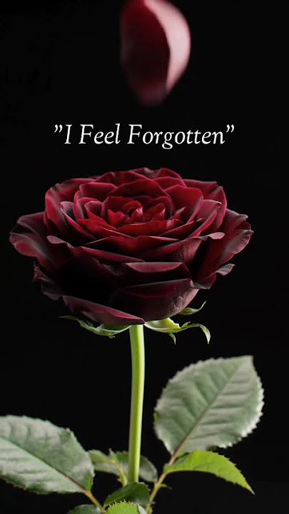 QUOTE OF THE DAY | I FEEL FORGOTTEN #feelthemusic #feedshorts #forgottenhistory #forgotten #history