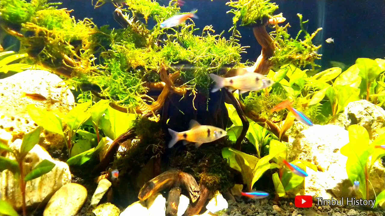 Aquascape Ukuran 1 Meter Ikan hias amandae amandai ember
