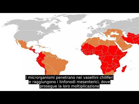 Video: Rivisitare La Sorveglianza Della Febbre Tifoide Nei Paesi A Basso E Medio Reddito: Lezioni Tratte Dalla Revisione Sistematica Della Letteratura Di Studi Longitudinali Basati Sulla