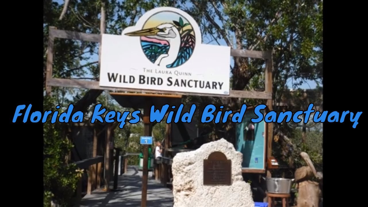 Florida Keys Wild Bird Center