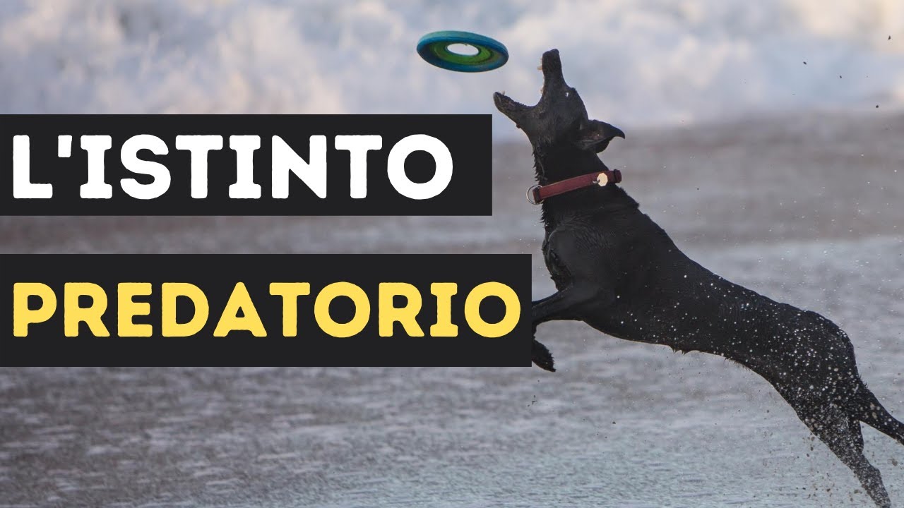 L'Istinto Predatorio [Cosa è, come funziona e come riconoscerlo]