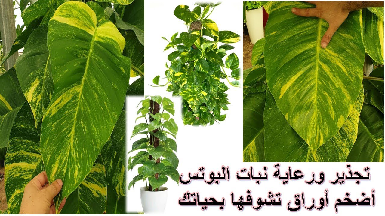 تجذير ورعاية نبات البوتس وكيف تحصل على أوراق ضخمة بطول نصف متر🤔