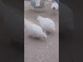 kabutar #ki #video#-
