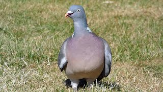 Bird Facts: The Common Wood Pigeon