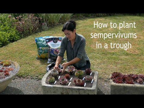 How to plant sempervivums in a trough