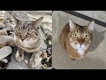 AMERICAN BOBTAIL CATS 2021 の動画、YouTube動画。