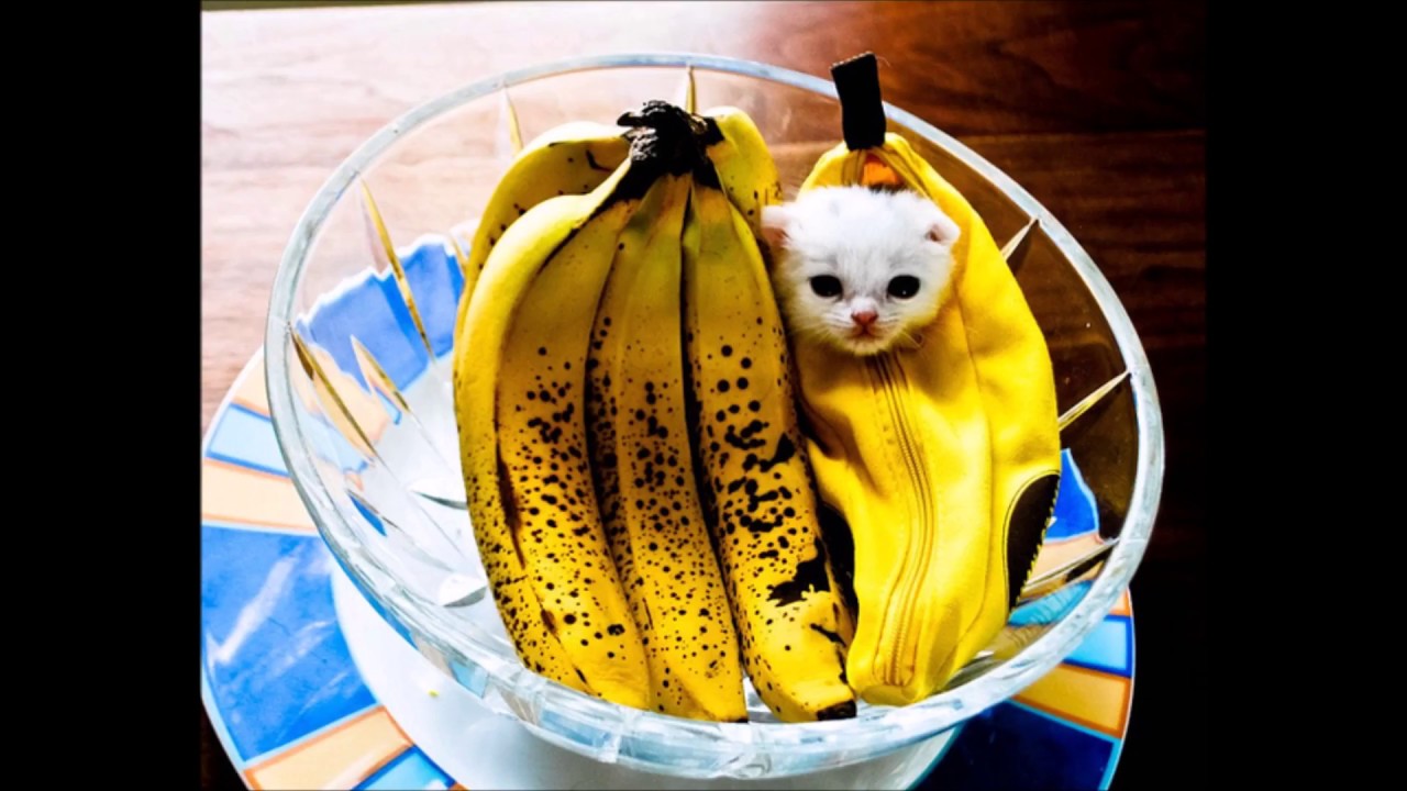 Котенок банан. Котенок банан