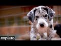 Great Danes - Service Dog Project powered by EXPLORE.org Great Danes - Service Dog Project powered by EXPLORE.org
