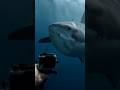 You’re Alone in the Ocean… Then THIS Happens 😱🦈🐙