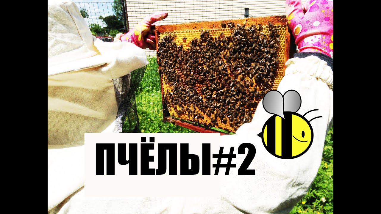 Пчёлы #2. Отрывки из жизни начинающих пчеловодов \ Bienenzucht Bees