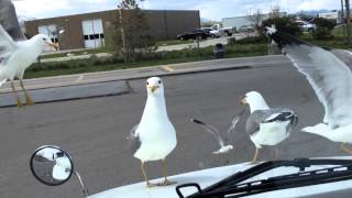 Hungry Seagulls