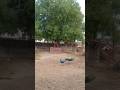 राष्ट्रीय पक्षी मोर #मोर #peacock #birds #rajasthani #song #dance #funny #shorts #short #yt #love