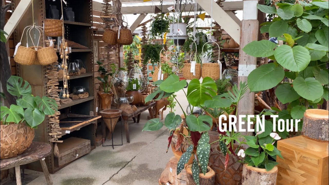 特大サイズ ユッカ ガーデニング お庭 園芸 楽天市場】ユッカ ブルー