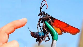 10 насекомых, которых нужно обходить стороной
