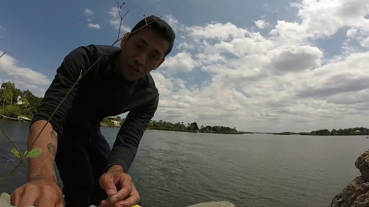 18inch mangrove snapper crystal river ozello