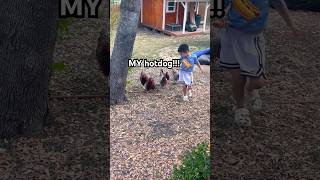 They’re on a mission! 🐓 #backyardchickens #funnyanimals #laugh #cute #boymom #lmao #fyp #hilarious