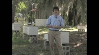 Small Hive Beetles in Honey Bee Colonies