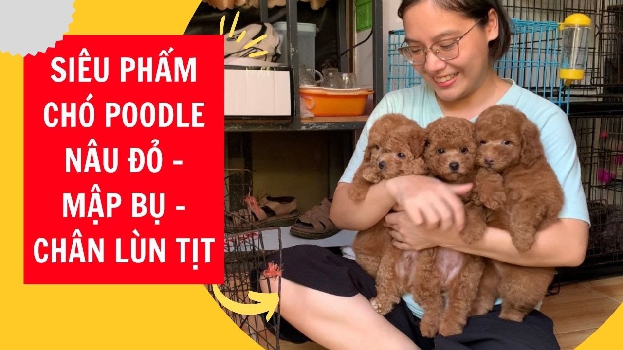 Siêu Phẩm Chó Poodle Nâu Đỏ Mập Bụ Chân Lùn Tịt | Phương Lê - YouTube
