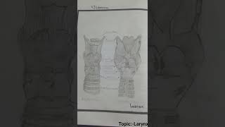 Topic -Larynx #Digram#Introduction#location#structure#Function