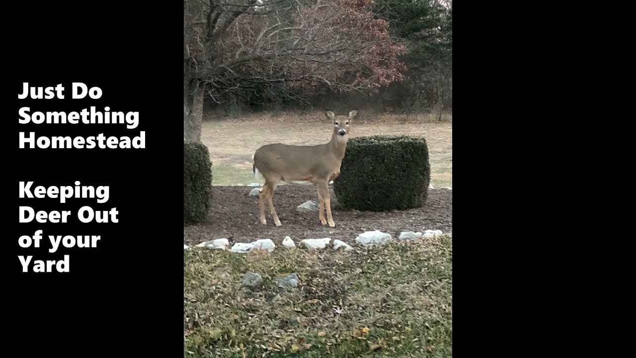 Keeping Deer out of your Yard YouTube
